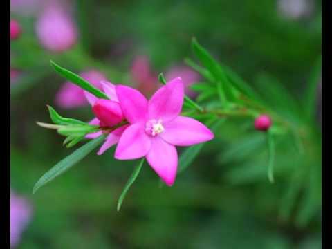 Ankhiyan Dheere Dheere Bole - Song Cover Image