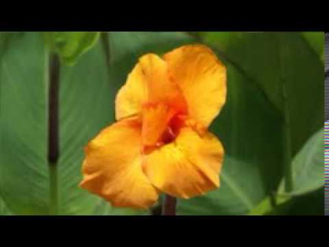 Tumhe Dil Se Jaane - Song Cover Image