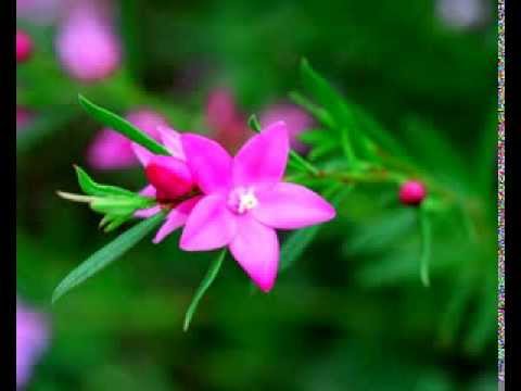 Saanjh Bhayi Ghar Aaya - Song Cover Image