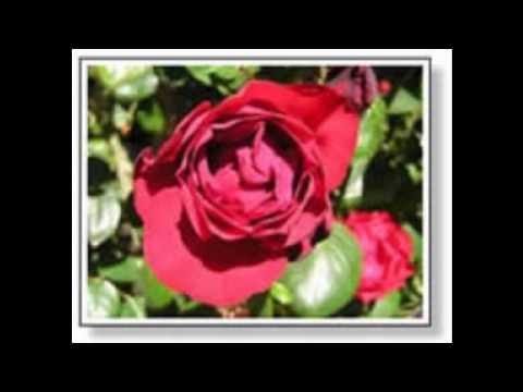Koi Preet Ki Reet Bataa De - Song Cover Image