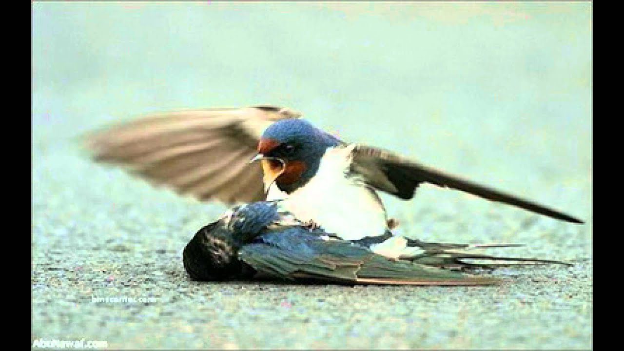 Har Ek Khushi - Song Cover Image