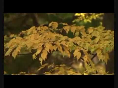 Ghar Chhod Ke Bhi Zindagi - Song Cover Image