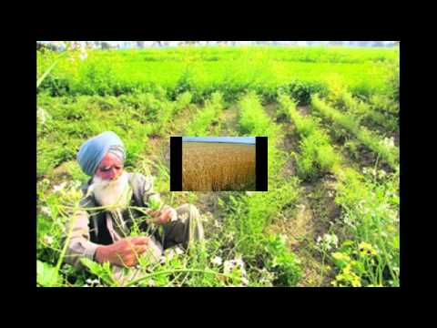 Nahin Ris Punjab Di - Song Cover Image
