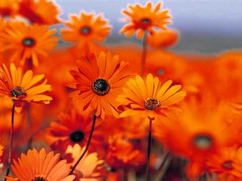 Sajan Na Ruth Hamse - Song Cover Image