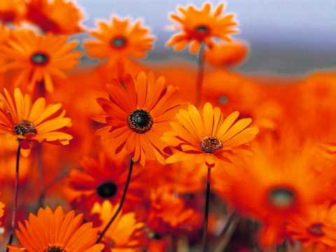Tere Dil Se - Song Cover Image