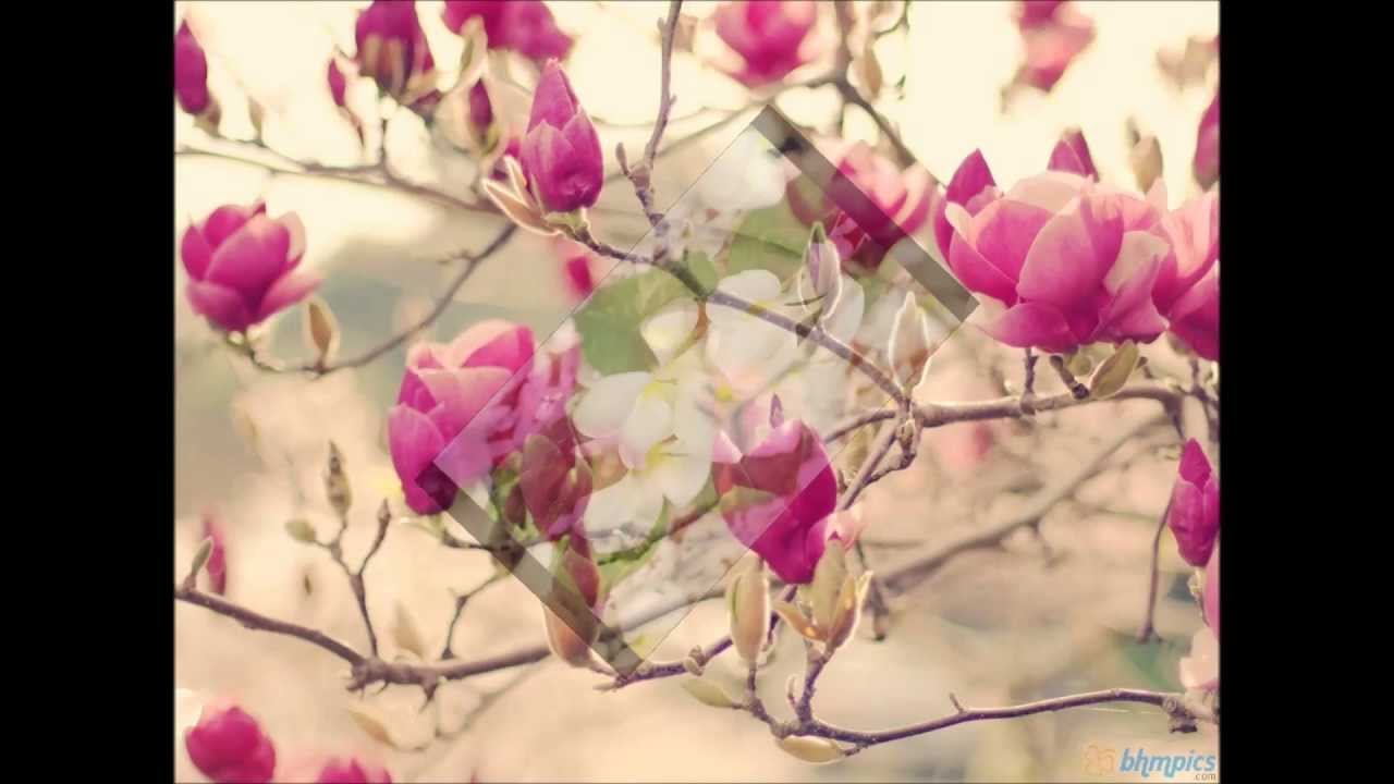 Aaja Re Aaja Sajna - Song Cover Image