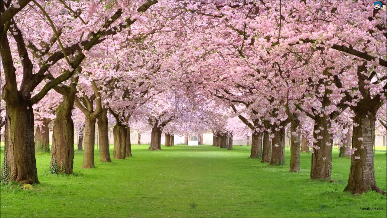 Salle Allah Zulf - Song Cover Image