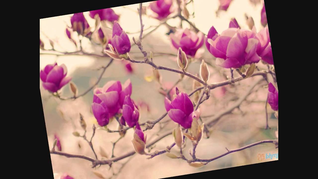 Achhi Achhi Pyari Pyari - Song Cover Image