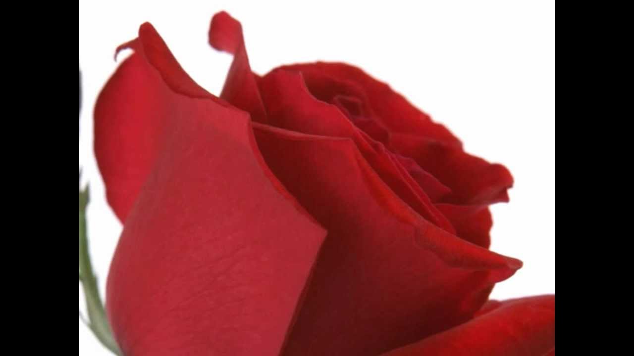 Ek Aashiq Ka Tujhko Salam - Song Cover Image