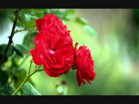 Dhoondh Rahee Thi - Song Cover Image