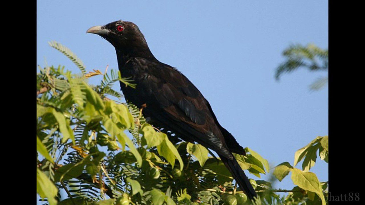 Wo Boli Koyaliya Pukar Ke - Song Cover Image