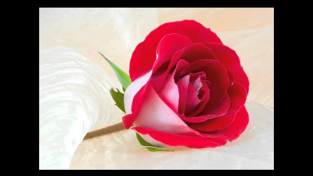 Memsab Dil Mera - Song Cover Image