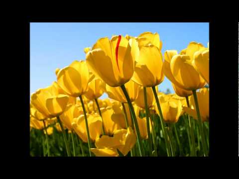 Jane Kia Hain Tujh Main Aisa - Song Cover Image