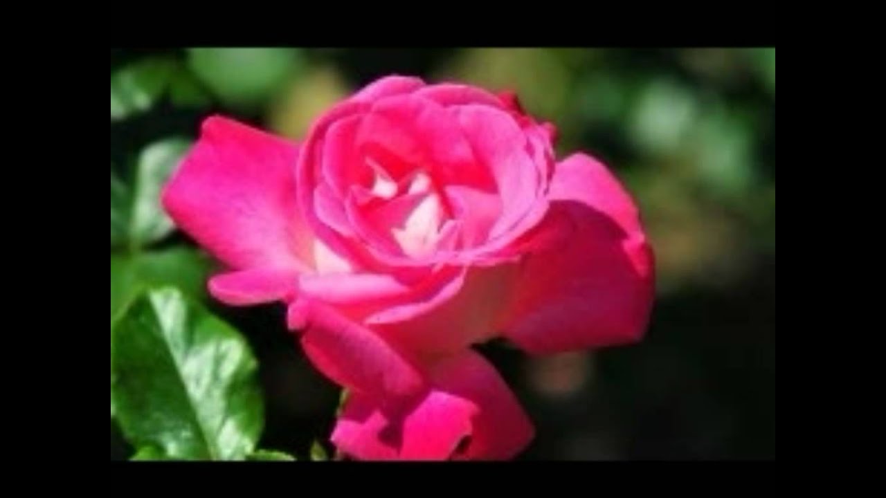 Mere Dil Mein - Song Cover Image